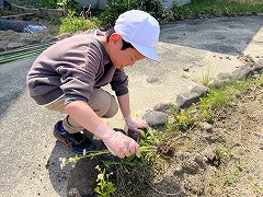 ひまわり R7_自立活動_七海　裕樹_花や野菜を育てよう_3