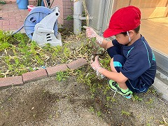 ひまわり R7_自立活動_七海　裕樹_花や野菜を育てよう_2