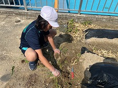 ひまわり R7_自立活動_七海　裕樹_花や野菜を育てよう_1