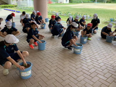 ５年１組_総合_矢部　隆広_バケツ稲_20