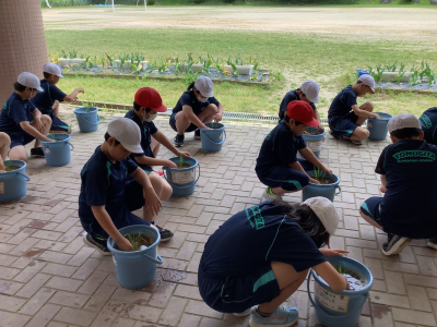 ５年１組_総合_矢部　隆広_バケツ稲_21