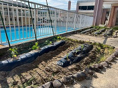 たんぽぽ・ひまわり合同_たんぽぽ・ひまわり_七海　裕樹_2025年5月29日のノート