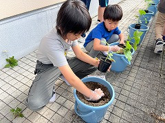 きゅうり大作戦 (1)