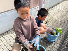 きゅうり大作戦 (3)