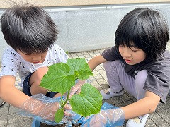 きゅうり大作戦 (6)